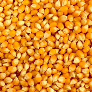 YELLOW CORN